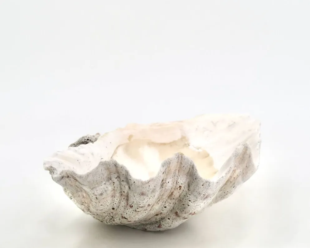 Vide poche coquillage bénitier naturel blanc, années 70