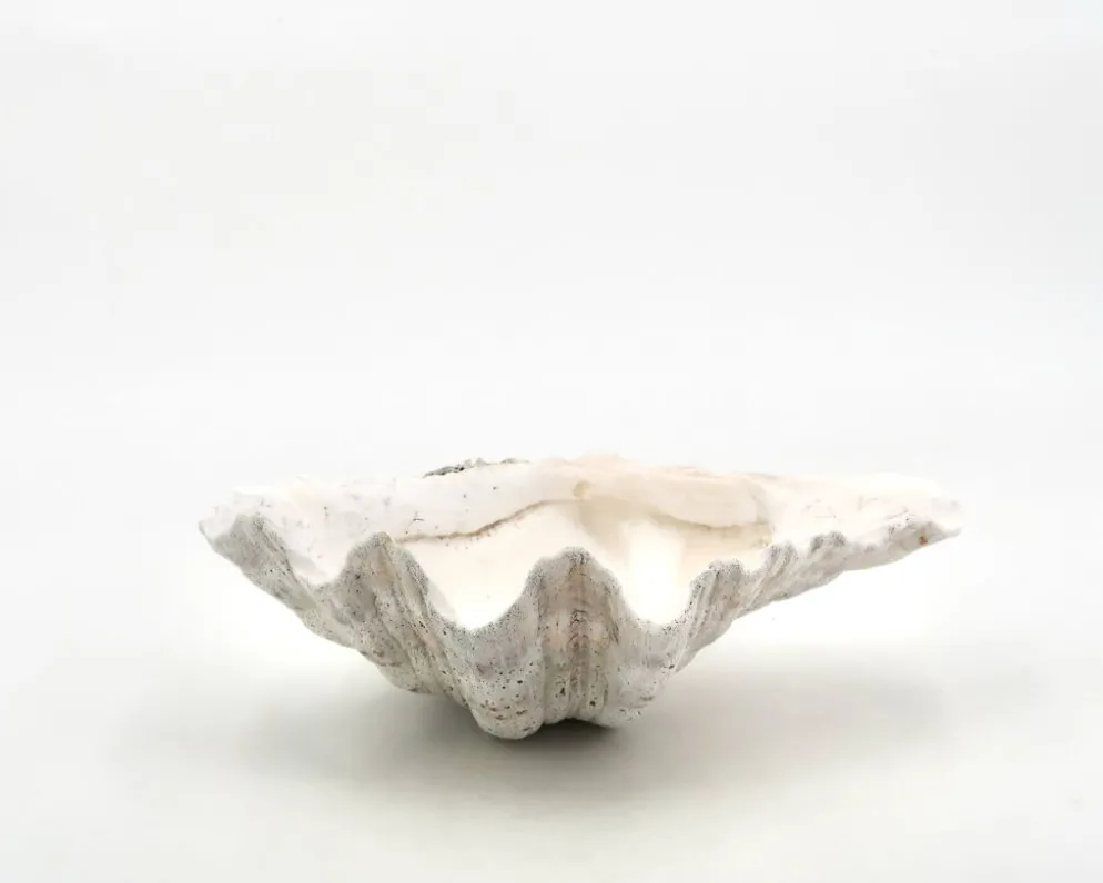 Vide poche coquillage bénitier naturel blanc, années 70