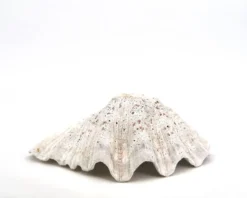 Vide poche coquillage bénitier naturel blanc, années 70