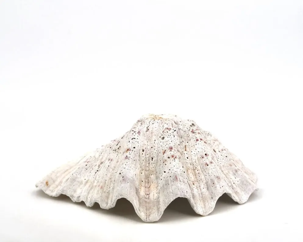 Vide poche coquillage bénitier naturel blanc, années 70