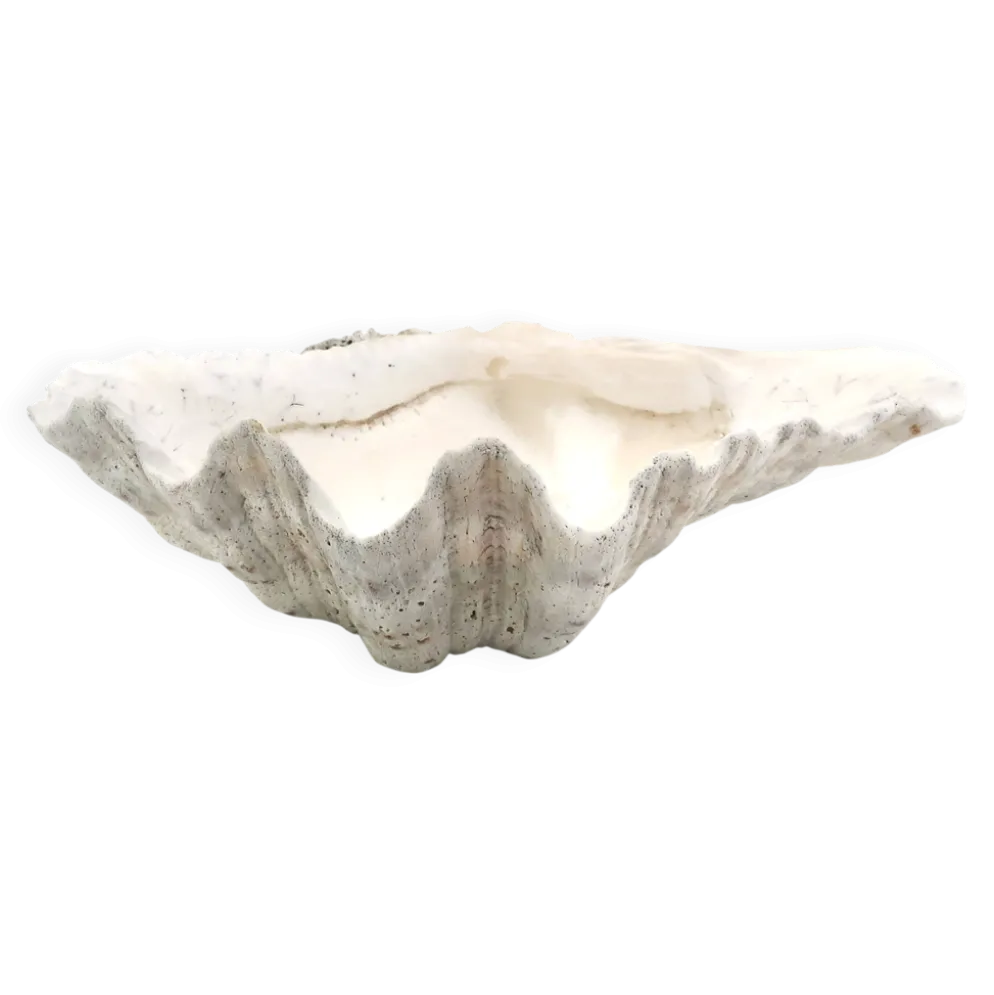Vide poche coquillage bénitier naturel blanc, années 70