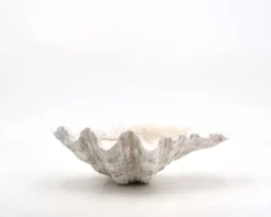 Vide poche coquillage bénitier naturel blanc, années 70