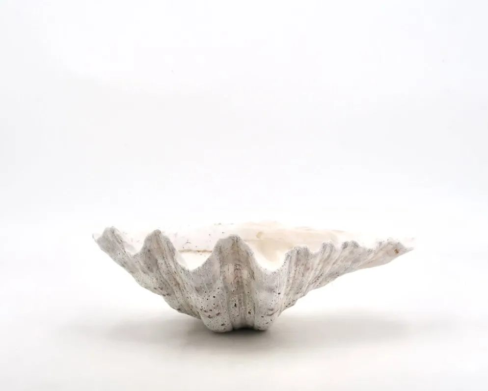 Vide poche coquillage bénitier naturel blanc, années 70