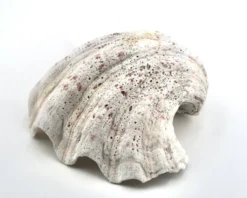 Vide poche coquillage bénitier naturel blanc, années 70