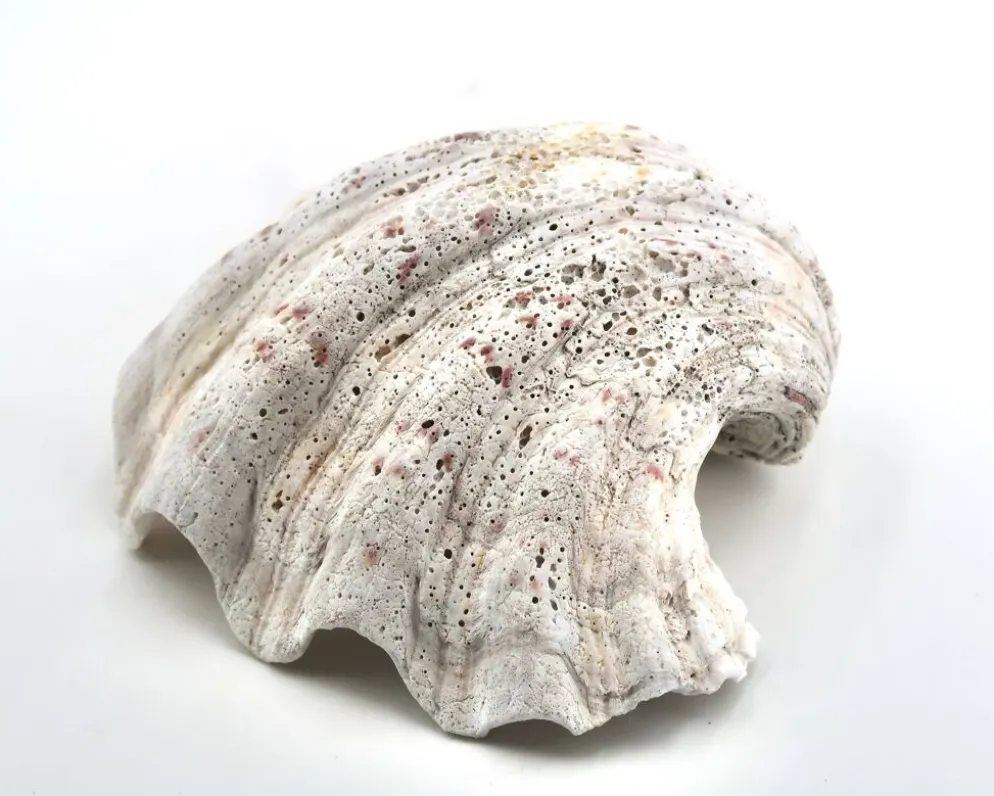 Vide poche coquillage bénitier naturel blanc, années 70