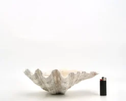 Vide poche coquillage bénitier naturel blanc, années 70