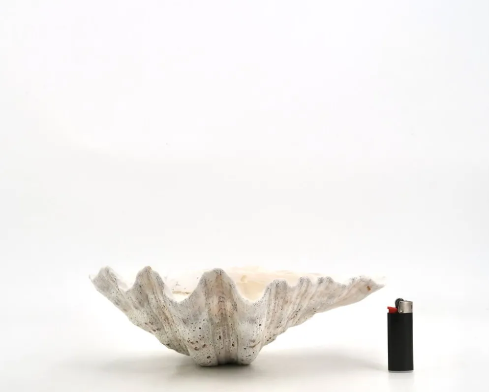 Vide poche coquillage bénitier naturel blanc, années 70
