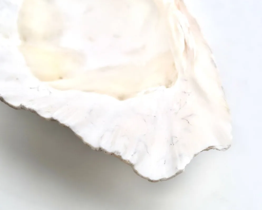 Vide poche coquillage bénitier naturel blanc, années 70