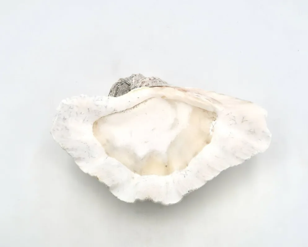Vide poche coquillage bénitier naturel blanc, années 70