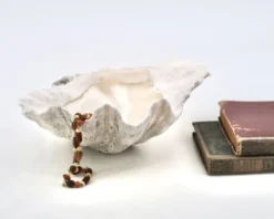 Vide poche coquillage bénitier naturel blanc, années 70