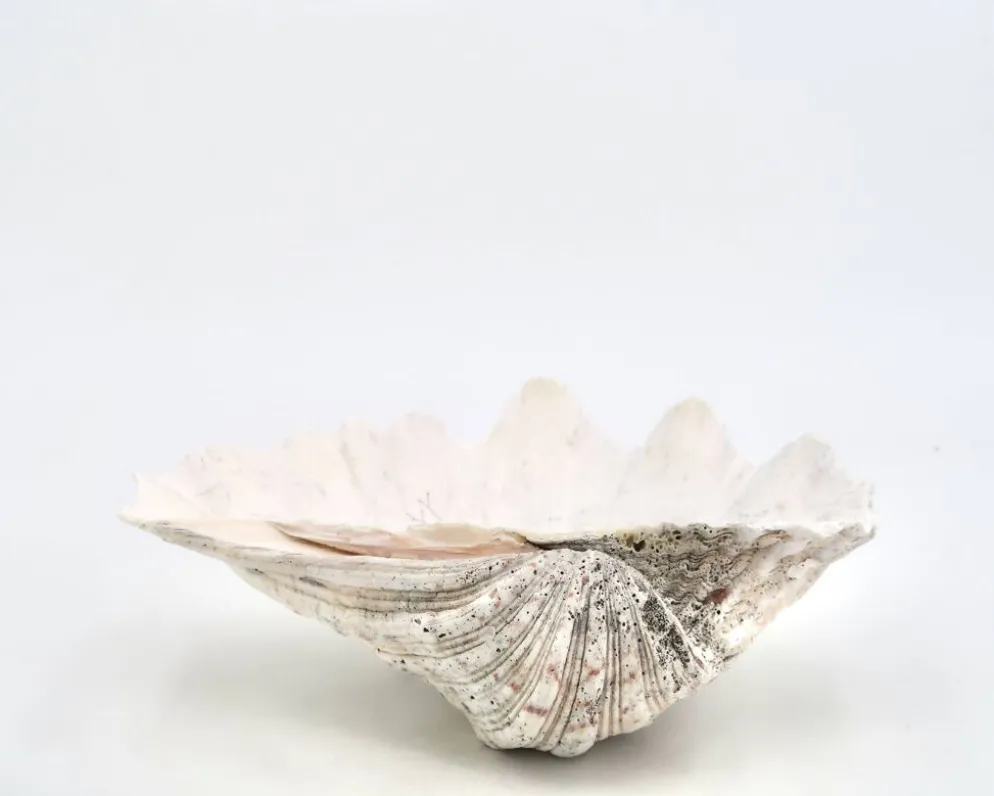 Vide poche coquillage bénitier naturel blanc, années 70